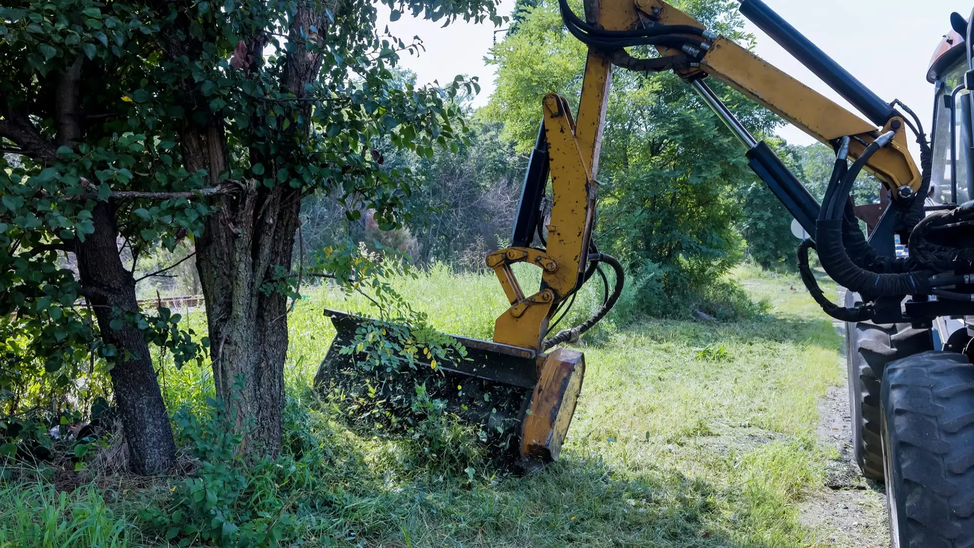 Tractor-mounted flail attachment cutting back growth beside trees.