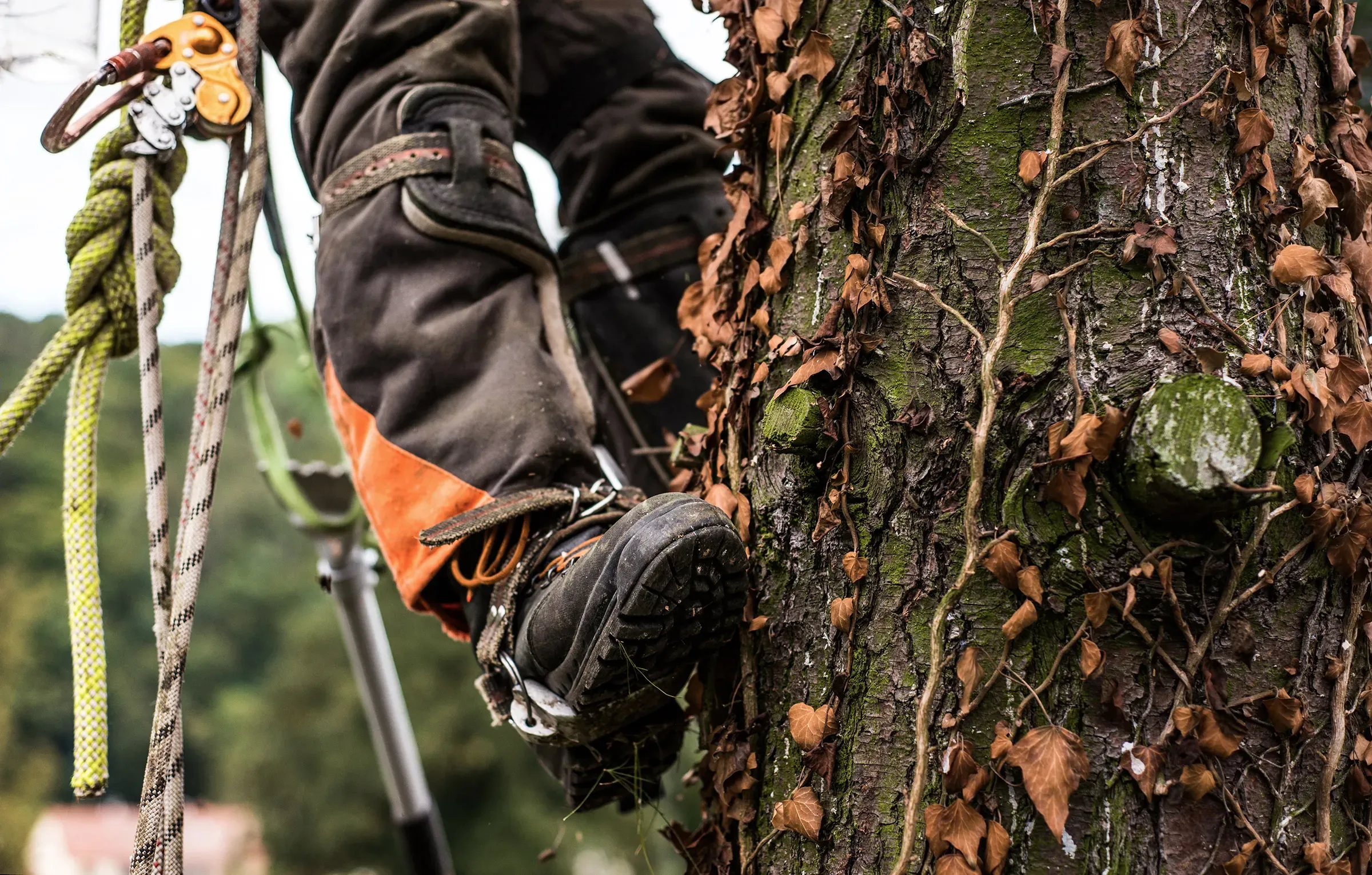 Close-up of a climber's boot and rigging against the trunk during assessment.