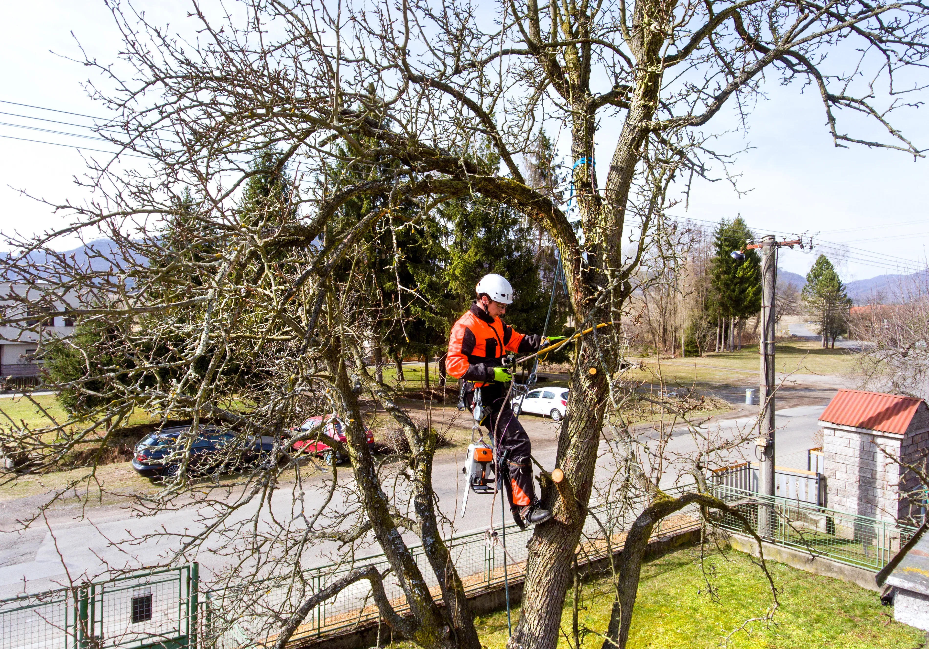 Arborist working at height, pruning back a mature tree above a road.