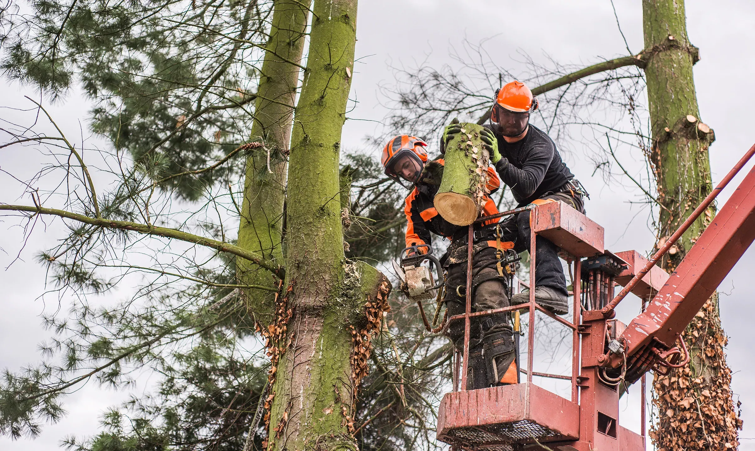 Farrelly Bros crew working from an aerial lift, cutting back a mature pine.